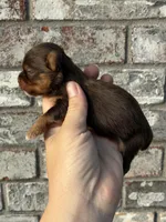 Hendrix, a male Yorkshire Terrier for sale in Paris, TX – Photo 8 of 10