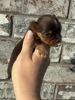 Hendrix, a male Yorkshire Terrier for sale in Paris, TX – Photo 4 of 10
