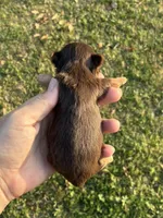 Hendrix, a male Yorkshire Terrier for sale in Paris, TX – Photo 6 of 10