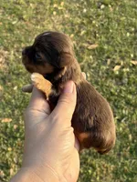 Hendrix, a male Yorkshire Terrier for sale in Paris, TX – Photo 2 of 10