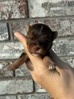 Hendrix, a male Yorkshire Terrier for sale in Paris, TX – Photo 5 of 10