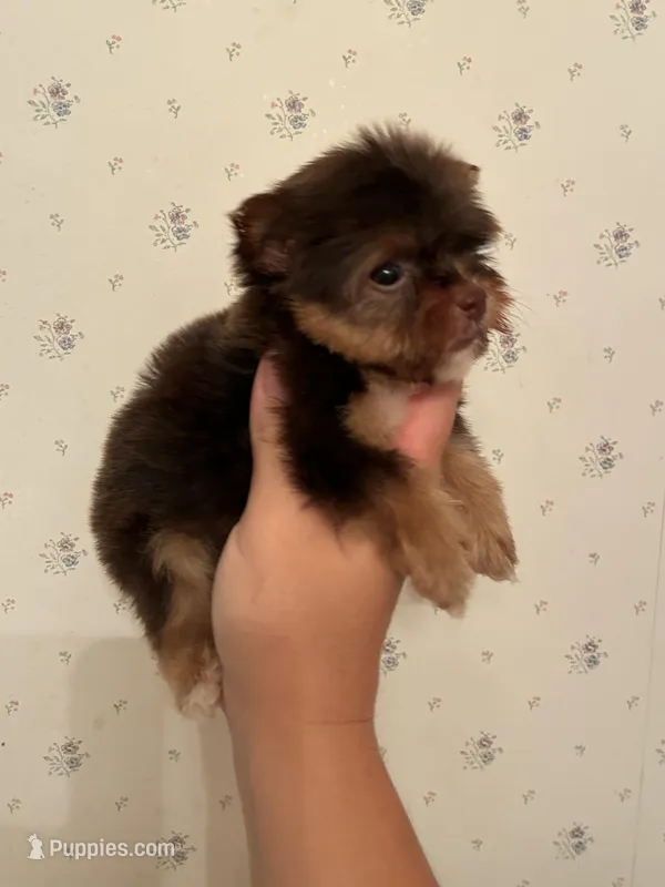Hendrix – Yorkshire Terrier puppy for sale in Paris, TX