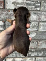 Hendrix, a male Yorkshire Terrier for sale in Paris, TX – Photo 9 of 10