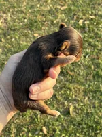 Hendrix, a male Yorkshire Terrier for sale in Paris, TX – Photo 3 of 10