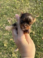 Hendrix, a male Yorkshire Terrier for sale in Paris, TX – Photo 1 of 10