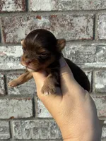 Hendrix, a male Yorkshire Terrier for sale in Paris, TX – Photo 7 of 10