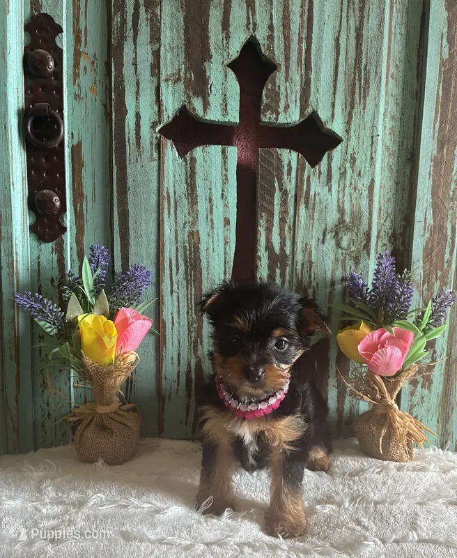 Lizzie – Yorkshire Terrier puppy for sale in Paris, TX