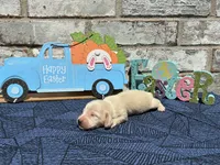 Milo, a male Miniature Dachshund for sale in Paris, TX – Photo 3 of 10