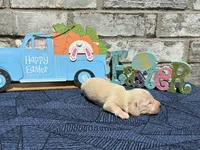 Milo, a male Miniature Dachshund for sale in Paris, TX – Photo 2 of 10