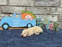 Milo, a male Miniature Dachshund for sale in Paris, TX – Photo 7 of 10