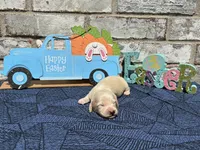 Milo, a male Miniature Dachshund for sale in Paris, TX – Photo 5 of 10