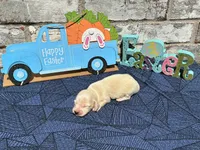 Milo, a male Miniature Dachshund for sale in Paris, TX – Photo 6 of 10