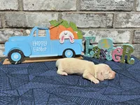 Milo, a male Miniature Dachshund for sale in Paris, TX – Photo 9 of 10