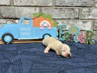 Milo, a male Miniature Dachshund for sale in Paris, TX – Photo 4 of 10