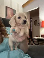 Milo, a male Miniature Dachshund for sale in Paris, TX – 2 of 6