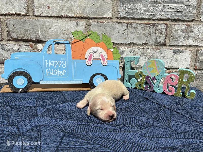 Milo – Miniature Dachshund puppy for sale in Paris, TX