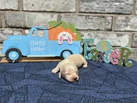 Milo, a male Miniature Dachshund for sale in Paris, TX – Photo 1 of 10