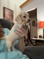 Milo, a male Miniature Dachshund for sale in Paris, TX – 1 of 6