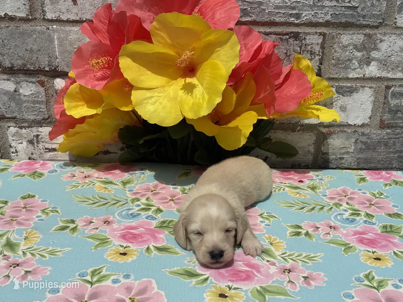 Milo – Miniature Dachshund puppy for sale in Paris, TX