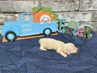 Milo, a male Miniature Dachshund for sale in Paris, TX – Photo 8 of 10