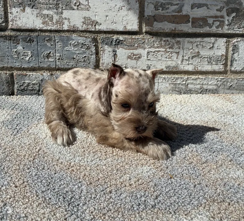 Cocoa  – Miniature Schnauzer puppy for sale in Paris, TX