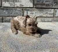 Cocoa , a female Miniature Schnauzer for sale in Paris, TX – 1 of 10