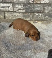 Rose (dapple), a female Miniature Dachshund for sale in Paris, TX – 4 of 10