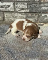 Misfit (dapple), a male Miniature Dachshund for sale in Paris, TX – 9 of 10