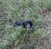 Poppy, a female Miniature Dachshund for sale in Paris, TX – 8 of 10