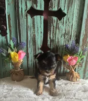 Eve, a female Yorkshire Terrier for sale in Paris, TX – 2 of 10