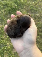 Chip, a male Yorkshire Terrier for sale in Paris, TX – Photo 7 of 8
