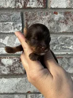 Chip, a male Yorkshire Terrier for sale in Paris, TX – Photo 4 of 8