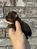 Chip, a male Yorkshire Terrier for sale in Paris, TX – Photo 6 of 8