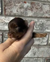 Chip, a male Yorkshire Terrier for sale in Paris, TX – Photo 3 of 8