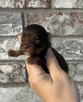 Chip, a male Yorkshire Terrier for sale in Paris, TX – Photo 1 of 8