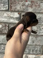 Chip, a male Yorkshire Terrier for sale in Paris, TX – Photo 5 of 8