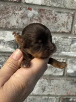 Chip, a male Yorkshire Terrier for sale in Paris, TX – Photo 2 of 8