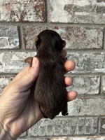 Chip, a male Yorkshire Terrier for sale in Paris, TX – Photo 8 of 8