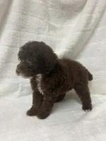 Nova, a female Poodle - Toy  for sale in Paris, TX – 9 of 9