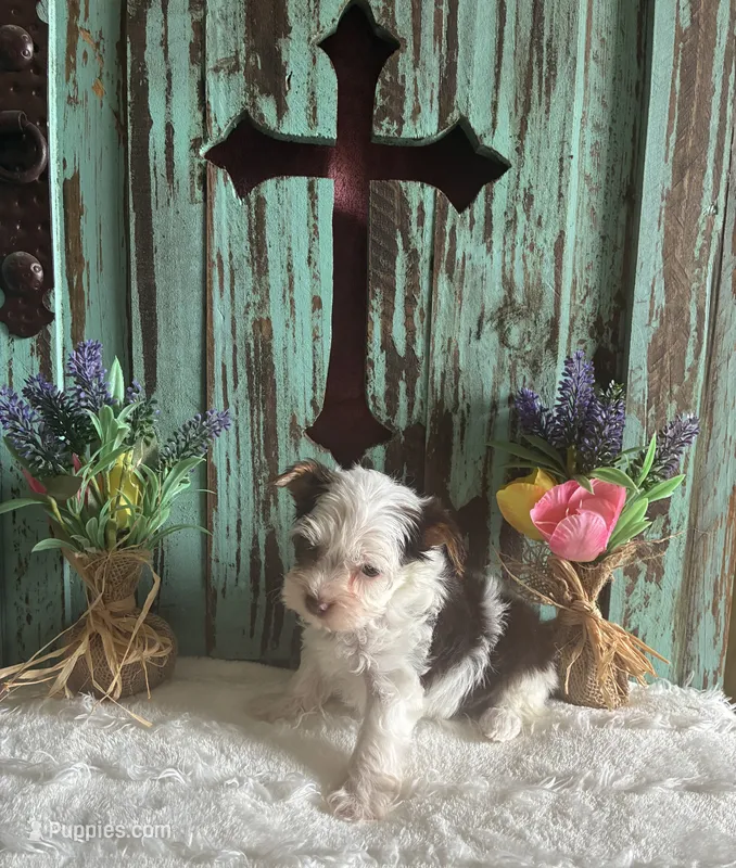 Kane – Yorkshire Terrier puppy for sale in Paris, TX