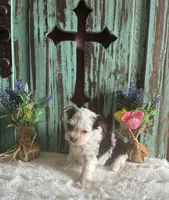 Kane, a male Yorkshire Terrier for sale in Paris, TX – 6 of 7