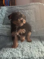 Lizzie, a female Yorkshire Terrier for sale in Paris, TX – 8 of 9