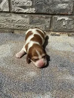 Misfit, a male Miniature Dachshund for sale in Paris, TX – 4 of 9