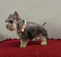 Mystic, a female Miniature Schnauzer for sale in Paris, TX – Photo 5 of 10