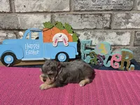 Mystic, a female Miniature Schnauzer for sale in Paris, TX – Photo 5 of 8