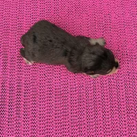 Mystic, a female Miniature Schnauzer for sale in Paris, TX – Photo 10 of 10