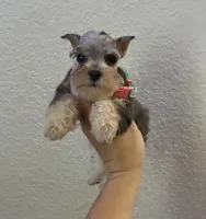 Mystic, a female Miniature Schnauzer for sale in Paris, TX – Photo 2 of 10