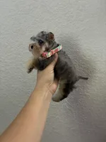 Mystic, a female Miniature Schnauzer for sale in Paris, TX – Photo 9 of 10