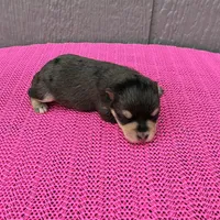 Mystic, a female Miniature Schnauzer for sale in Paris, TX – Photo 1 of 10