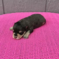 Mystic, a female Miniature Schnauzer for sale in Paris, TX – Photo 6 of 10